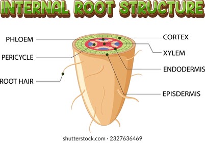 Internal structure of root diagram illustration