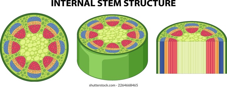 Internal structure of stem diagram illustration