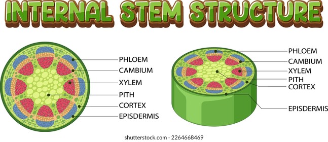 Internal structure of stem diagram illustration