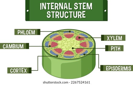 Estructura interna de la ilustración del diagrama de tallo