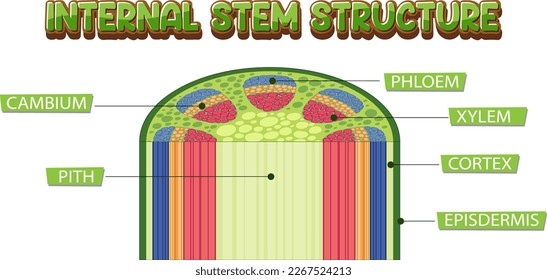 Internal structure of stem diagram illustration