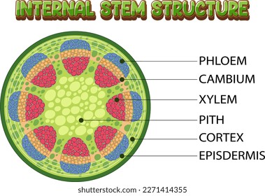 Internal structure of stem diagram illustration