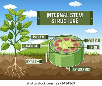 Estructura interna de la ilustración del diagrama de tallo