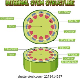 Internal structure of stem diagram illustration