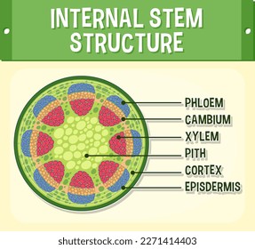 Internal structure of stem diagram illustration