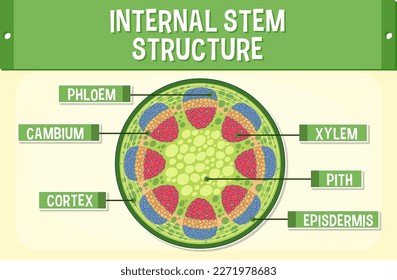 Internal structure of stem diagram illustration