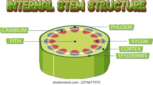 Internal structure of stem diagram illustration