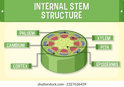Internal structure of stem diagram illustration