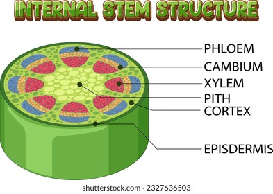 Internal structure of stem diagram illustration