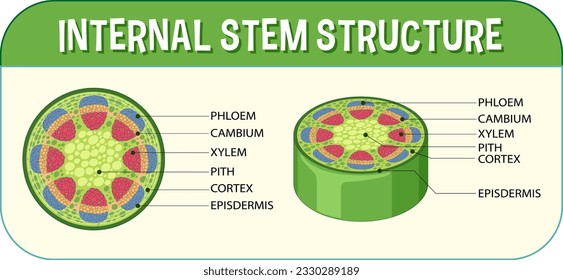 Internal structure of stem diagram illustration