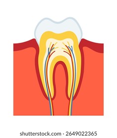 Internal structure of tooth in section cartoon vector illustration. Human tooth anatomical layer on white background. Human dentistry molar dental design for medical orthodontic simple infographic