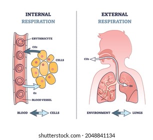 Internal Vs External Respiration System With Air Exchange Outline Diagram. Labeled Educational Breathing With Oxygen In Lungs And O2 In Blood Vessel From Anatomical Perspective Vector Illustration.