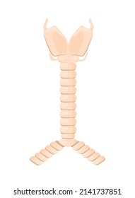 internal windpipe human organ icon