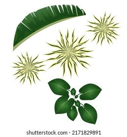 international day of the tropics concept. plant of the tropics. illustration vector
