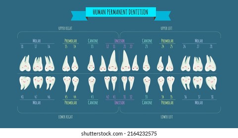 Аdult international tooth chart vector. Нuman dental numbering system infographic