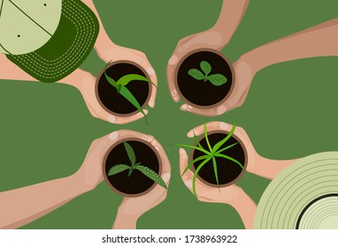 International Year of Plant Health. Plant protection. Wheat, rice, corn, sunflower. Young shoots. International food security of the population. Vector image on a green background.