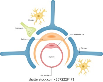Interneuron Astrocyte Pericyte Endothelial Cell Science Design Vector Illustration Diagram