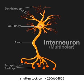 Interneuron multipolar neuron anatomy, structure parts. Single axon and many dendrites, synaptic endings, terminals. Chemical, physical transmission. Dark black background. Draw illustration Vector