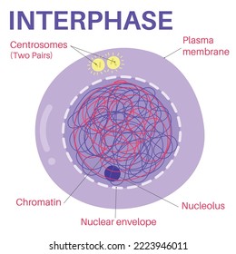 Interphase is the portion of the cell cycle.