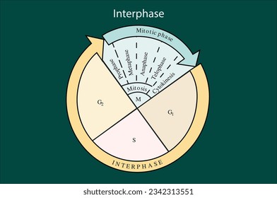 Interphase vector science illustration diagram