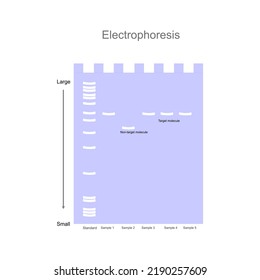 The interpretation result of target DNA detection by Gel Electrophoresis technique in unknown sample that comparing with standard marker