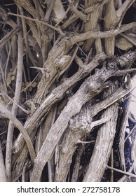 Intertwined bougainvillea bush trunk