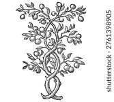 Intertwined Fruit Tree, Heraldic Symbol of Growth and Unity, Renaissance Engraving