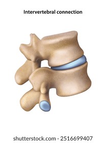 Intervertebral connection. Isolated vector illustration