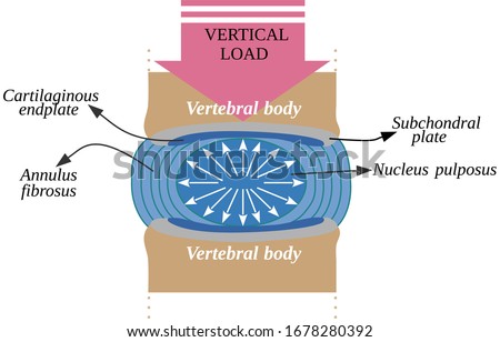 The intervertebral disc is a fibrocartilaginous structure that joint the vertebral bodies of the spinal column and provides it resistance and protection to the effect of axial loads Stockfoto © 