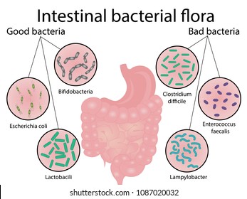 Intestinal Bacteria Flora. Good And Bad Bacterias. Vector Illustration