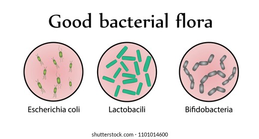 Intestinal bacteria flora. Good bacteria. Vector illustration