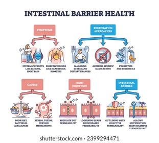 Intestinal barrier health and leaky gut syndrome explanation outline diagram. Labeled educational scheme with medical symptoms, restoration approaches, causes and tight junctions vector illustration.