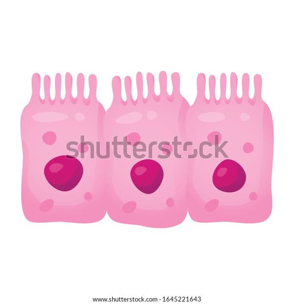 腸細胞系 ヒトの医療解剖学の接写 白い背景にベクターフラットスタイルのカートーンの腸構造イラスト のベクター画像素材 ロイヤリティフリー