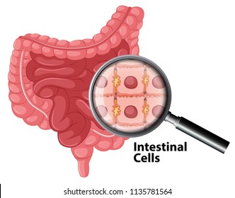 Intestinal cells anatomy on white background illustration