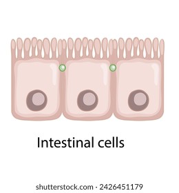 Intestinal cells. Diagram of common stem cell types. Science banner isolated on background. Medical microscopic molecular conception. Premium Illustration file svg