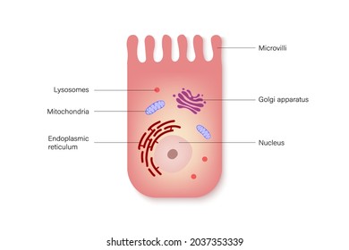 Intestinal epithelial cell. Infographics enterocyte. Medical education.  