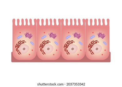 Intestinal epithelial cell. Infographics enterocyte. Medical education.  