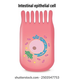 Intestinal epithelial cell. Infographics enterocyte. Columnar epithelium. Medical education.