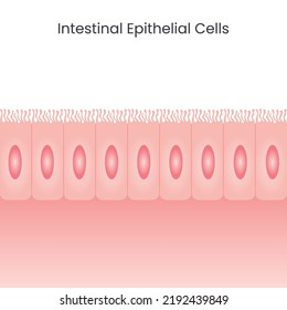 Darmepithelialzellen, Hintergrund Vektorgrafik