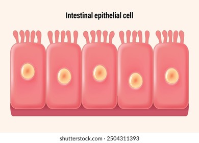 Intestinal epithelial cells vector. Infographics enterocyte. Columnar epithelium. Medical and science education.