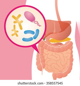 Flora intestinal, flora intestinal, bacterias entéricas, ilustración de la imagen