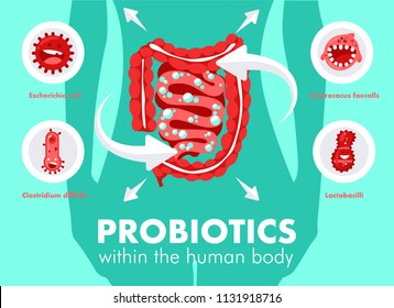 Intestinal flora gut health vector concept with bacteria and probiotics icons. Human flora good and bad microorganism illustration