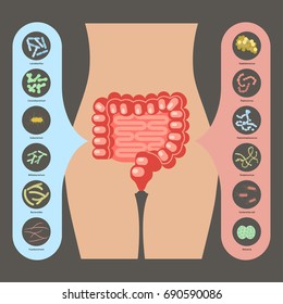 Intestinal flora, Set of good and bad enteric bacteria, Gut flora in flat design for infographic. Vector illustration eps10