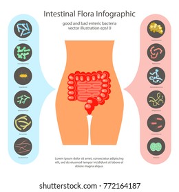 Intestinal flora, Set of good and bad enteric bacteria, Gut flora in flat design for infographic, vector illustration eps 10
