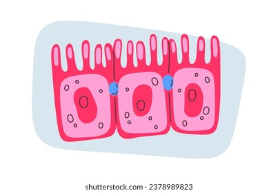Vektor-Vektorgrafik der intestinalen menschlichen Zellen