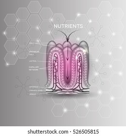 Intestinal lining anatomy and absorption of nutrients on an beautiful scientific background