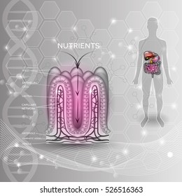 Intestinal lining anatomy and absorption of nutrients