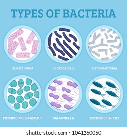 Intestinal microflora. Good and bad gut bacterias in a cicle. Vector illustration of microorganisms in human body. 