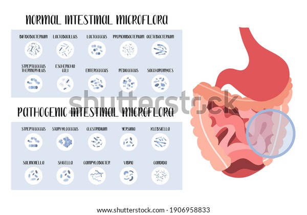 Intestinal microflora. Normal and pathogenic\
bacteria for stomach, gut, intestine. Good and bad microorganism.\
Microbiome. Vector flat cartoon illustration. Perfect for flyer,\
medical brochure,\
banner