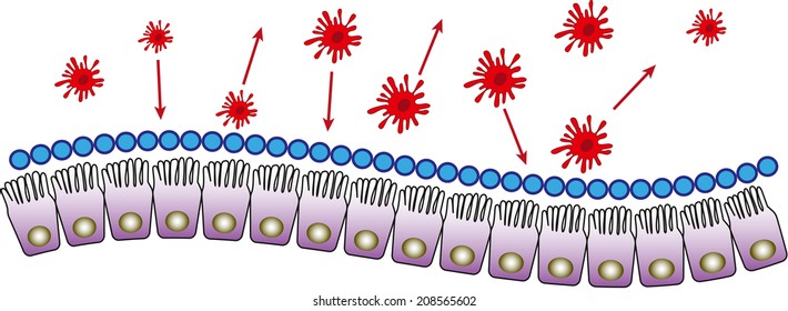 Intestinal mucosa immunity cells medical vector illustration